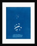 Sphacelaria velutina by Anna Atkins