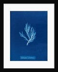 Ectocarpus siliculosus by Anna Atkins