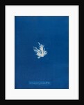 Ectocarpus fascieulatus by Anna Atkins