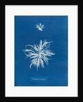 Ectocarpus teomentosus by Anna Atkins