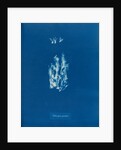 Ectocarpus pusillus by Anna Atkins