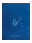 Ecrocarpus granulosus by Anna Atkins