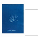 Ecrocarpus granulosus by Anna Atkins