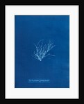 Ecrocarpus granulosus by Anna Atkins