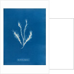 Myriotrichia filiformis by Anna Atkins