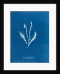 Myriotrichia filiformis by Anna Atkins