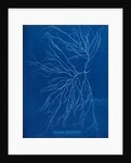 Slimy whip weed by Anna Atkins