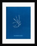Helminthocladia vermicularis by Anna Atkins