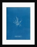 Mesogloia mutifida by Anna Atkins
