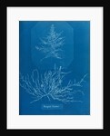 Mesogloia husdoni by Anna Atkins