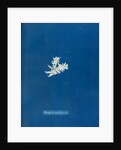 Mesogloia moniliformis by Anna Atkins