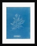 Naccaria wigghii by Anna Atkins