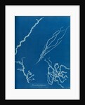 Dumont's tubular weed by Anna Atkins