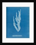 Sea spider weed by Anna Atkins