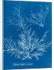 Sea spider weed by Anna Atkins