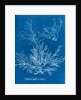 Sea spider weed by Anna Atkins