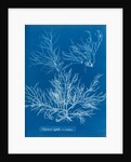 Sea spider weed by Anna Atkins