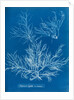 Sea spider weed by Anna Atkins