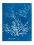 Sea spider weed by Anna Atkins