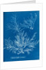 Sea spider weed by Anna Atkins