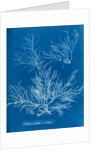 Sea spider weed by Anna Atkins
