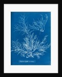 Sea spider weed by Anna Atkins