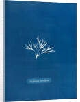 Halymenia furcellaria by Anna Atkins