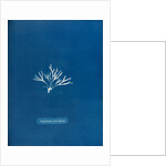 Halymenia furcellaria by Anna Atkins