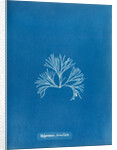 Halymenia furcellata by Anna Atkins