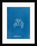 Halymenia furcellata by Anna Atkins