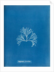 Halymenia furcellata by Anna Atkins