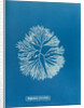 Halymenia furcellata by Anna Atkins