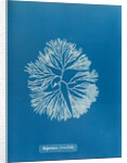 Halymenia furcellata by Anna Atkins
