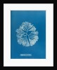 Halymenia furcellata by Anna Atkins