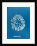 Halymenia furcellata by Anna Atkins