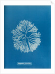 Halymenia furcellata by Anna Atkins