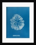 Halymenia furcellata by Anna Atkins