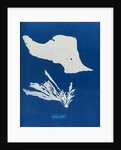 Iridea edulis by Anna Atkins