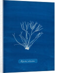Dicoid forked weed by Anna Atkins