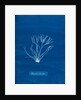 Dicoid forked weed by Anna Atkins