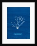 Dicoid forked weed by Anna Atkins