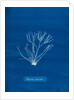 Dicoid forked weed by Anna Atkins
