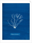 Dicoid forked weed by Anna Atkins