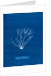 Dicoid forked weed by Anna Atkins