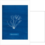 Dicoid forked weed by Anna Atkins