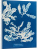 Sea beech by Anna Atkins