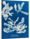 Sea beech by Anna Atkins