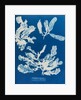 Sea beech by Anna Atkins