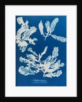 Sea beech by Anna Atkins