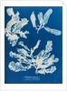 Sea beech by Anna Atkins